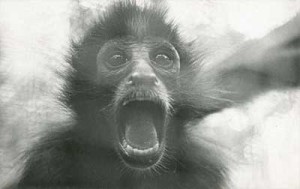 Primate screaming. Courtesy of New Old Stock Photography