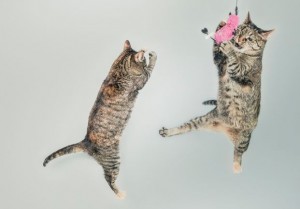 Two cats playing with a pink balloon, demonstrating the importance of play. Courtesy of gratisography.