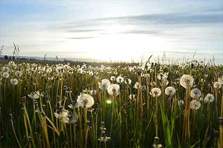 Field of dandelions in sunlight, courtesy of Jason Long from unsplash.com