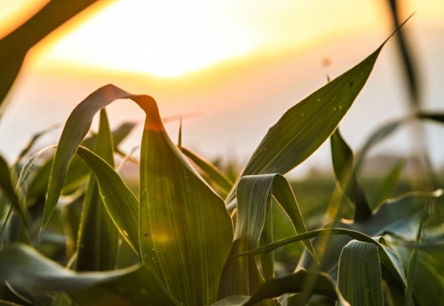 sunset in cornfield