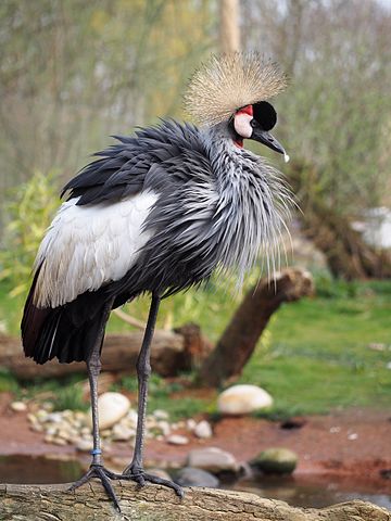 "Grey crowned crane at Martin Mere" by © Francis C. Franklin / CC-BY-SA-3.0. Licensed under CC BY-SA 3.0 via Wikimedia Commons