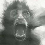 Primate screaming. Courtesy of New Old Stock Photography