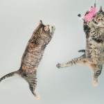 Two cats playing with a pink balloon, demonstrating the importance of play. Courtesy of gratisography.
