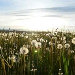 Field of dandelions in sunlight, courtesy of Jason Long from unsplash.com
